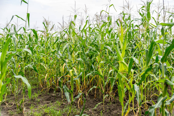 зеленая кукуруза растет на поле - Фото, изображение