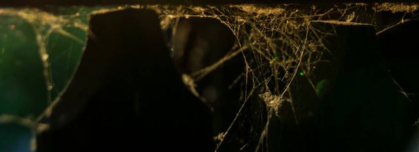 zavřít pavučinu na tmavém pozadí - Fotografie, Obrázek