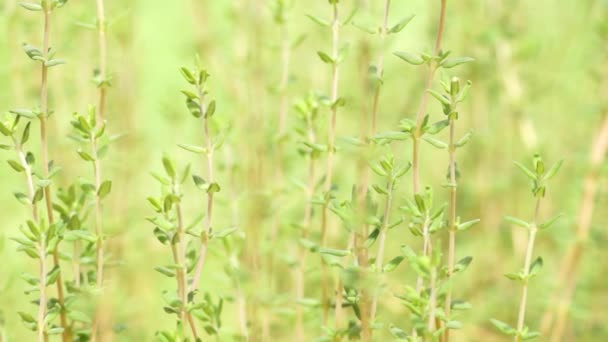 Thyme swaying in a gentle breeze - Footage, Video
