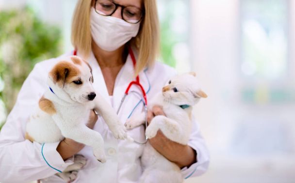 Veterinaria examinando perro y gato. Cachorro y gatito en el médico veterinario. Clínica animal. Control de mascotas y vacunación. Salud para perros y gatos. - Foto, imagen