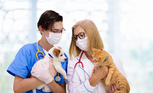 Eläinlääkäri tutkii koiran ja kissan. Koiranpentu ja kissanpentu eläinlääkärillä. Eläinklinikka. Lemmikkieläinten tarkastus ja rokotus. Terveydenhuolto koirille ja kissoille. - Valokuva, kuva