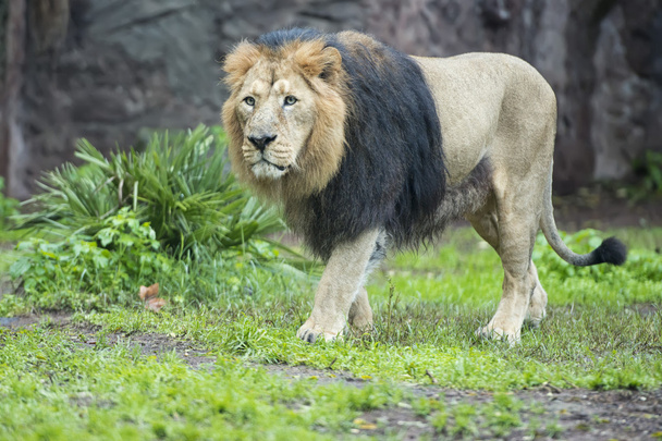 León macho
 - Foto, Imagen