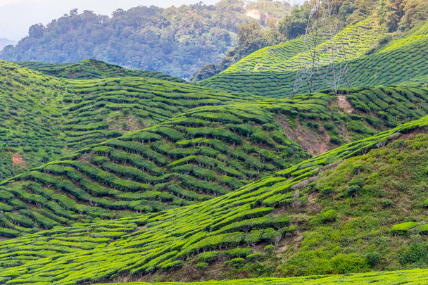 Plantacje zielonej herbaty Cameron Highlands w Malezji. Przyroda, podróże i turystyka. - Zdjęcie, obraz