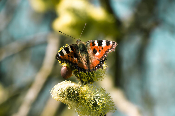 Çiçek açan söğüt ağacıyla bahar zamanı yumuşak bir arka plan. İlk kelebek polen toplar. Paskalya. - Fotoğraf, Görsel