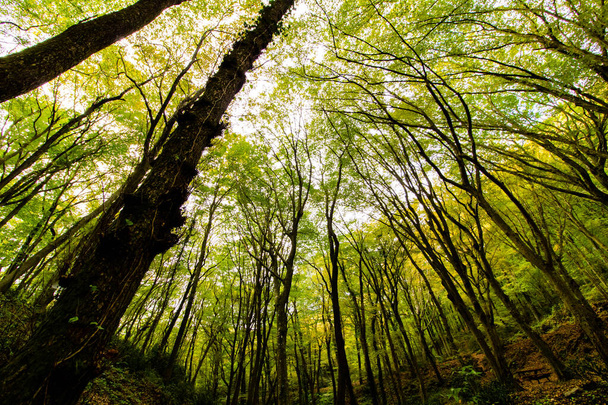Trees from below in the forest - Fotografie, Obrázek