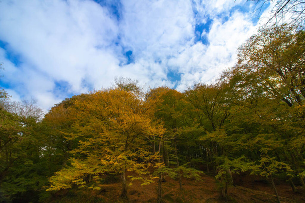 Forest at autumn with cloudy sky - Fotoğraf, Görsel