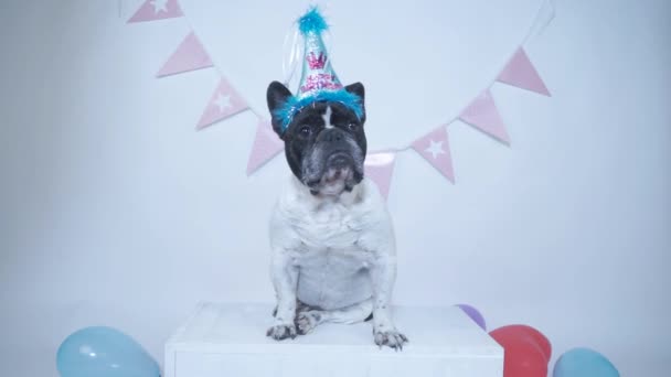Bulldog francés sentado con sombrero de fiesta recibiendo confeti para su cumpleaños en fondo blanco estudio. Lindo perro. Feliz Cumpleaños.
. - Metraje, vídeo