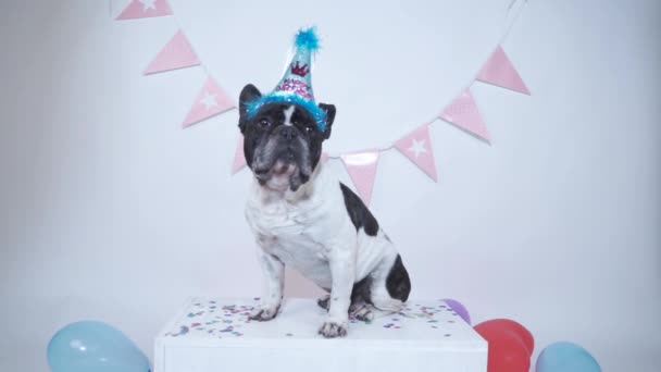 Vicces francia bulldog ül fehér háttér van party kalap és koszorú a háttérben. Boldog szülinapot!. - Felvétel, videó