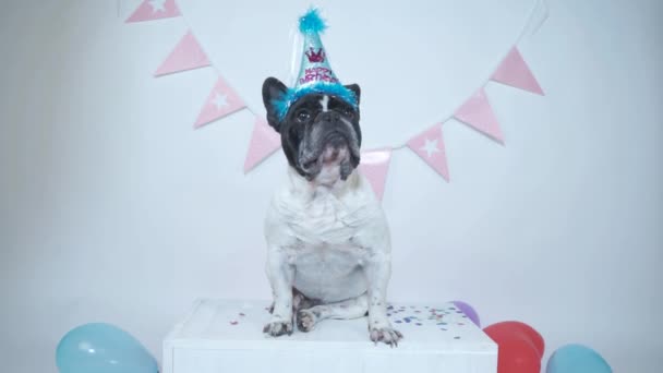 Fransız bulldog parti şapkasıyla oturmuş beyaz stüdyo arka planında doğum günü için konfeti alıyor. İyi ki doğdun. - Video, Çekim