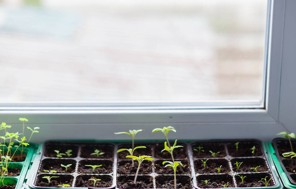 seedlings of vegetable plants stand on the windowsill before planting in the open ground - Foto, imagen