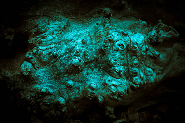 Mystical horror scary abstract background. A clumsy dirty tree with a wood texture with knots like warts in the darkness in a mysterious moonlight blue greenish shade in black tones - Photo, image