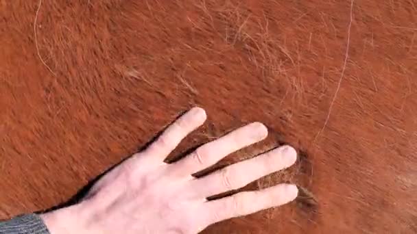Hevosenhoitaja koskettaa kylmäverisen hevosen lyhytkarvaista rotua. Maaturkki on melkein kadonnut. Aurinko lämmittää hevosen kehoa.
. - Materiaali, video