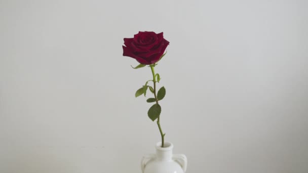 Czerwona róża w wazonie przy ścianie - Materiał filmowy, wideo