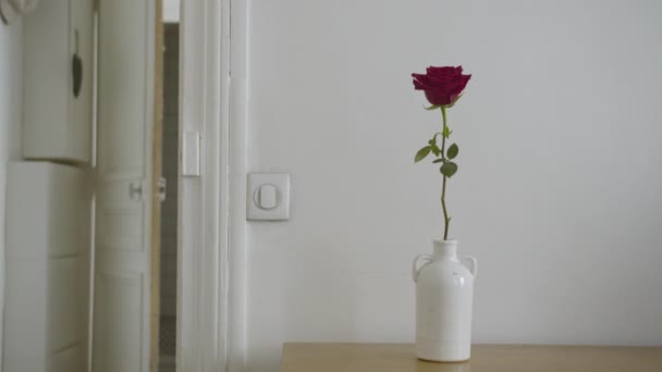 Czerwona róża w wazonie na stole - Materiał filmowy, wideo