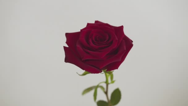 Rosa roja de floración de cerca
 - Imágenes, Vídeo