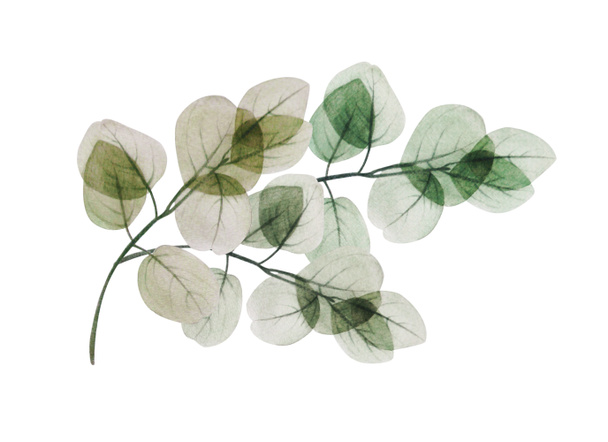 Watercolor floral eucalyptus leaf branch. Hand drawn spring and summer decorative illustration. For wedding, birthday, greeting cards, invitations, floral design, patterns, frame templates. Flower botanical decoration.                             - Photo, Image