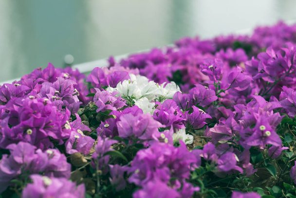 Поле фиолетовых и белых цветов в парке во второй половине дня
 - Фото, изображение