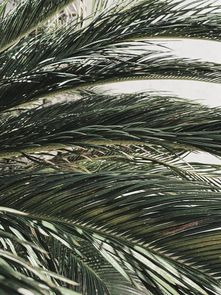 Motif d'été tendance. Feuilles de palmier exotiques tropicales vertes avec fond blanc. Fond floral
. - Photo, image