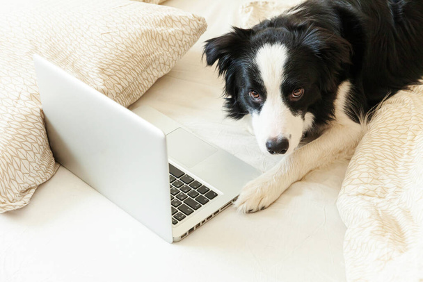 Mobile Office at home. Funny portrait cute puppy dog border collie on bed working surfing browsing internet using laptop pc computer at home indoor. Pet life freelance business quarantine concept - Zdjęcie, obraz