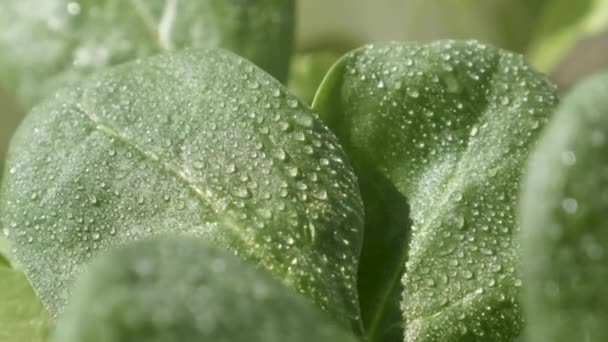 špenát po dešti v zahradě - Záběry, video