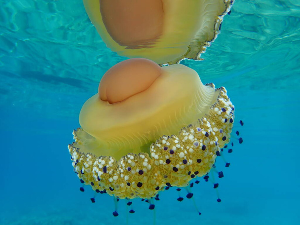 méduses méditerranéennes, gelée méditerranéenne ou méduses aux œufs frits (Cotylorhiza tuberculata), mer Égée, Grèce, Halkidiki
 - Photo, image