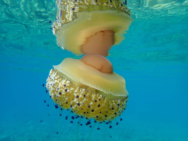 Mediterranean jellyfish, Mediterranean jelly or fried egg jellyfish (Cotylorhiza tuberculata), Aegean Sea, Greece, Halkidiki - Photo, Image