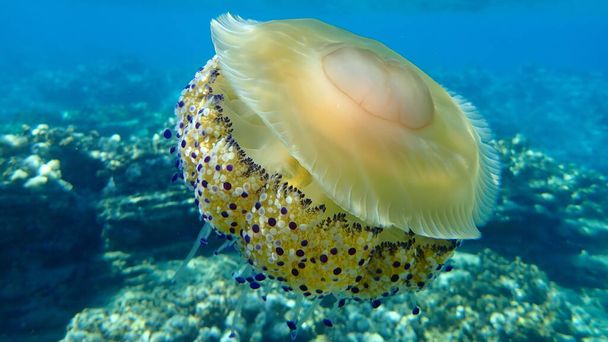 Средиземноморская медуза, средиземноморская медуза или жареная яичная медуза (Cotylorhiza tuberculata), Эгейское море, Греция, Халкидики
 - Фото, изображение