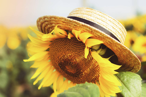 美しい新鮮なひまわり、鮮やかな黄色の背景に麦藁帽子. - 写真・画像
