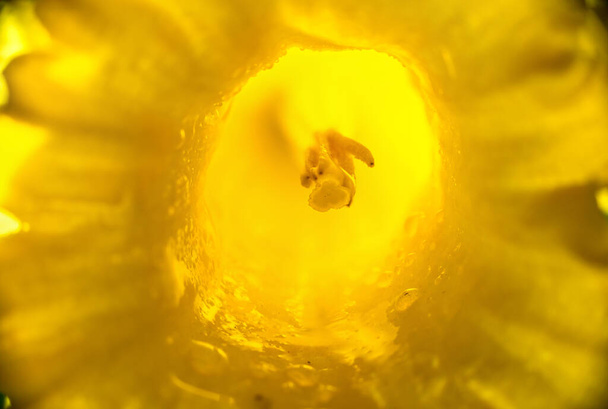 Daffodil καρδιά - extereme μακροεντολή με επιλεκτική εστίαση, αφηρημένο υπόβαθρο - Φωτογραφία, εικόνα