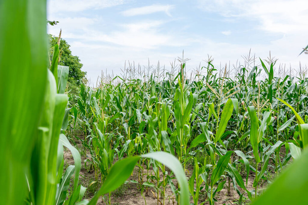 view of the green corn growing on the field, agriculture concept - Photo, Image