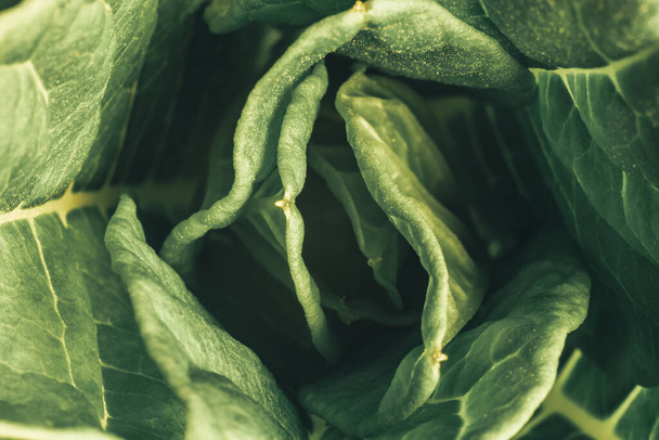 Close up schöne frisch wachsende grüne Blätter, Muster Hintergrund für Design. Makrofotografie. - Foto, Bild