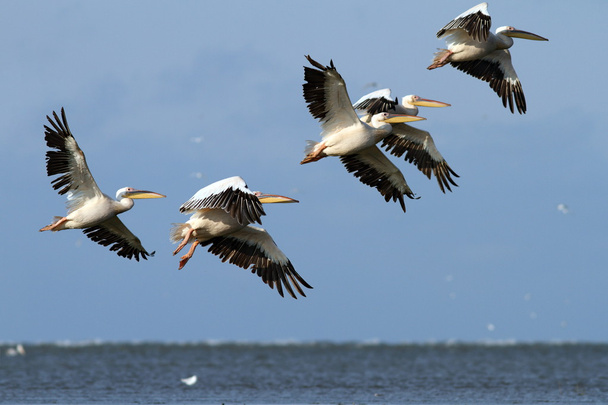 flock of pelicans flying over the sea - Photo, Image