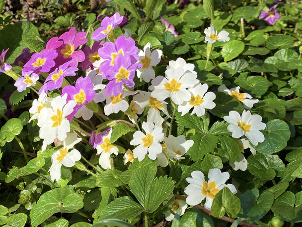 De priemroos (Primula vulgaris), Die Staengellose Schluesselblume oder Die Stangellose Schlusselblume, Rani jaglac ili Jagorcevina - Foto, afbeelding
