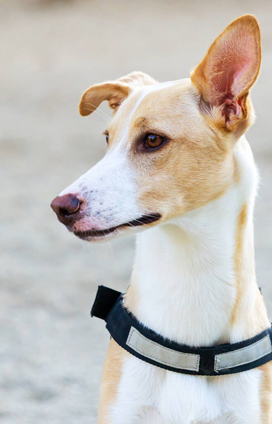 Outdoors portrait of a Podenco wearing a collar - Photo, Image