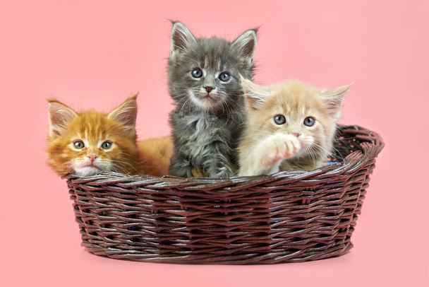 drei Maine Coon Kätzchen in Korb, creme, rot und grau. Niedliche Kurzhaarkatzen auf rosa Hintergrund. Ingwer, beige und graue Haare attraktive Kätzchen aus neuem Wurf. - Foto, Bild
