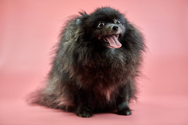 Pomeranian Spitz siyah köpek yavrusu. Pembe arka planda sevimli tüylü Spitz köpeği. Aile dostu minik cüce köpek dili dışarı sarkmış.. - Fotoğraf, Görsel
