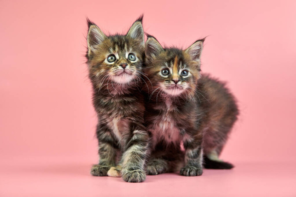 Los gatitos de Maine Coon Tortoiseshell. Lindo gato de raza pura taquigrafía sobre fondo rosa. Tortie capa color atractivo gatitos de nuevo litera
. - Foto, imagen