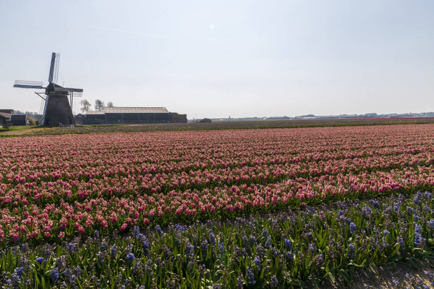 Vista de los campos de tulipanes en primavera, Holanda, Países Bajos
 - Foto, Imagen