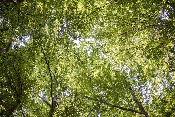 näkymä puiden latvat katselee korkealle taivas vihreä näkymä
 - Valokuva, kuva