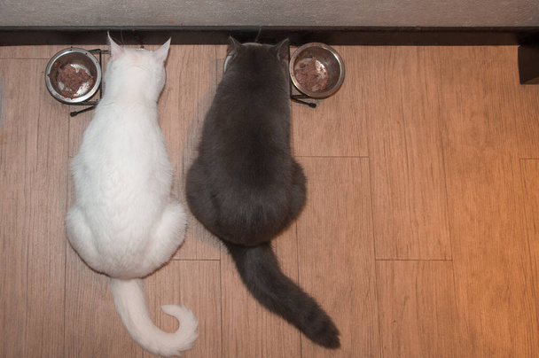 dos gatos mascotas blanco y negro comer whiskas, comida para gatos, tazón grande en casa
 - Foto, Imagen