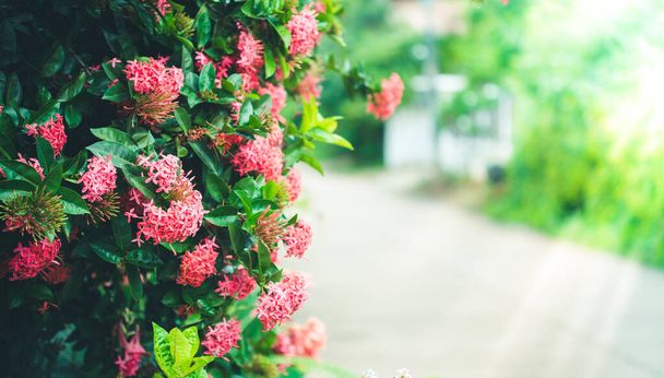 Beautiful background with red Ixora flowers in the garden. - Photo, Image