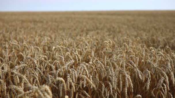 Золоте поле стиглої жовтої пшениці під синім небом у Чехії. - Кадри, відео