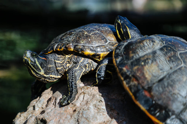 Yellow-headed temple turtle, Hieremys annandalei, Geoemydidae on the ground. - Photo, Image
