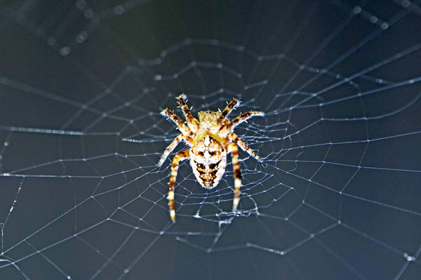  Pók a hálójában közelkép. Vízszintes lövés. Vékony szálak. Sötét háttér.                               - Fotó, kép