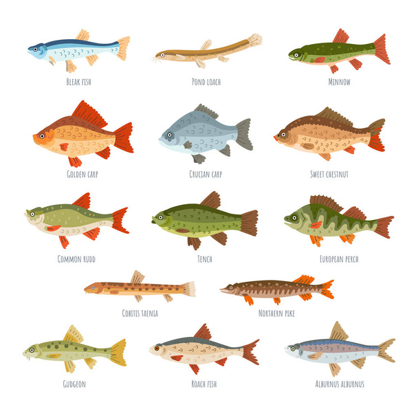 Набор пресноводных рыб на белом фоне
 - Вектор,изображение