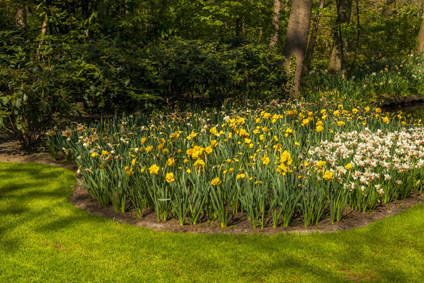 Veduta dei campi di tulipani in primavera, Olanda, Paesi Bassi
 - Foto, immagini