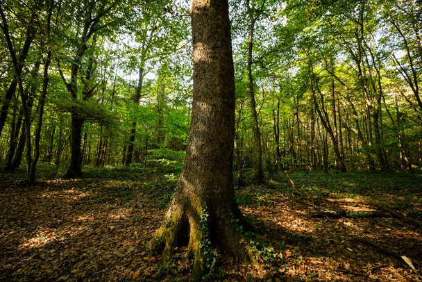 A tree in the main subjeck of the forest scene at autumn - Foto, afbeelding