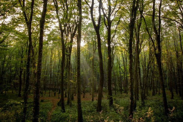 Forest scene at autumn with sun - Zdjęcie, obraz