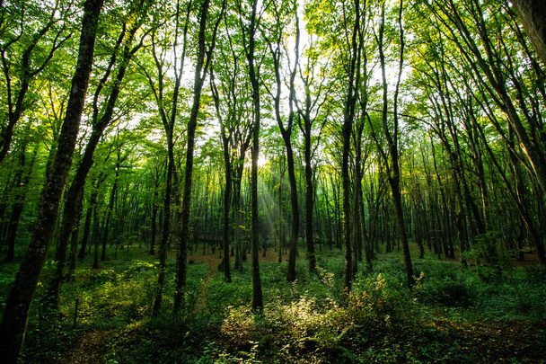 Forest scene with a little sunlight - Zdjęcie, obraz