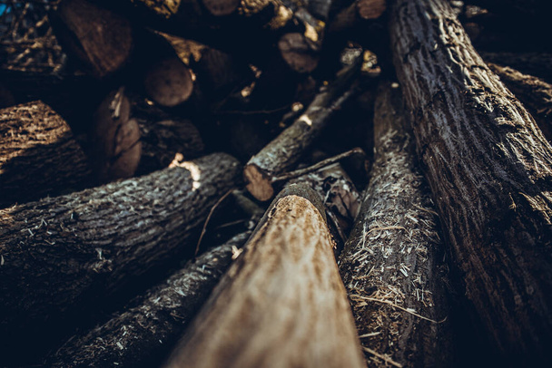 Pile of logs in the forest - 写真・画像